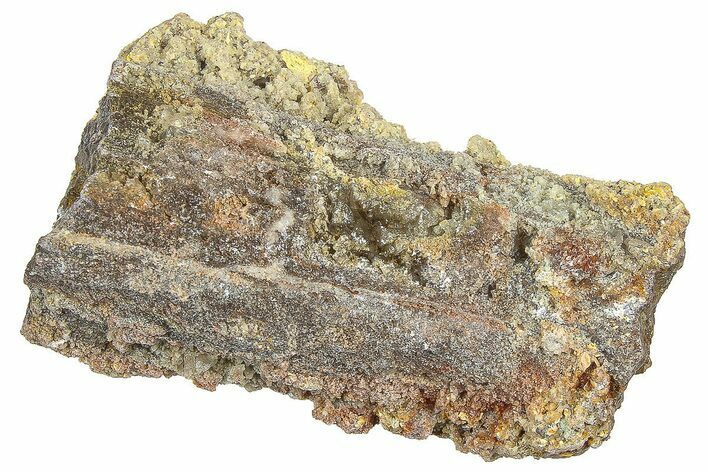 Devonian Petrified Wood (Callixylon) Section - Oldest True Wood #363306